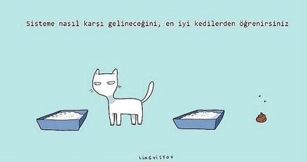 kedilerin hayatımıza kattığı 21 şey