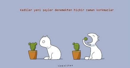 kedilerin hayatımıza kattığı 21 şey