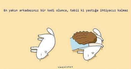 kedilerin hayatımıza kattığı 21 şey
