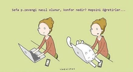 kedilerin hayatımıza kattığı 21 şey