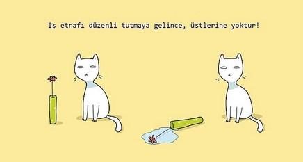kedilerin hayatımıza kattığı 21 şey