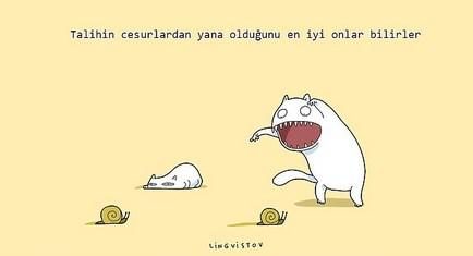 kedilerin hayatımıza kattığı 21 şey