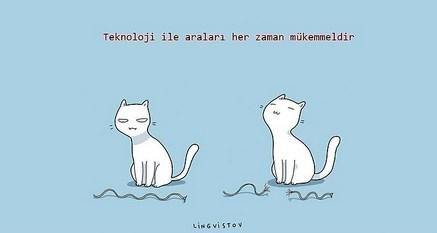 kedilerin hayatımıza kattığı 21 şey