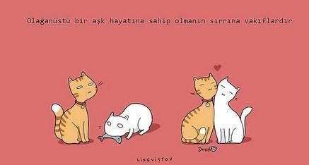 kedilerin hayatımıza kattığı 21 şey