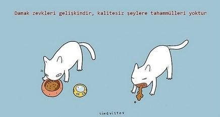 kedilerin hayatımıza kattığı 21 şey