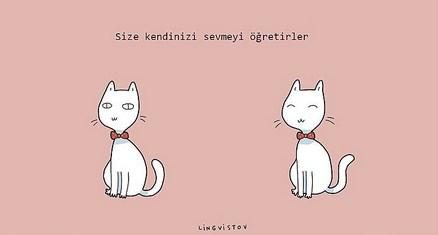 kedilerin hayatımıza kattığı 21 şey