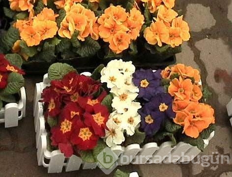 Dünyanın en faydalı 12 bitkisi
