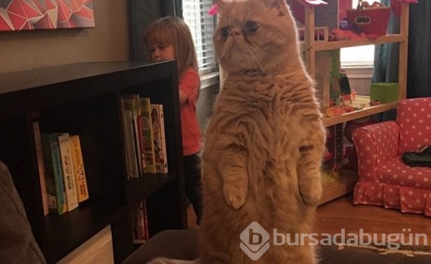 Kendini insan sanan kedi!
