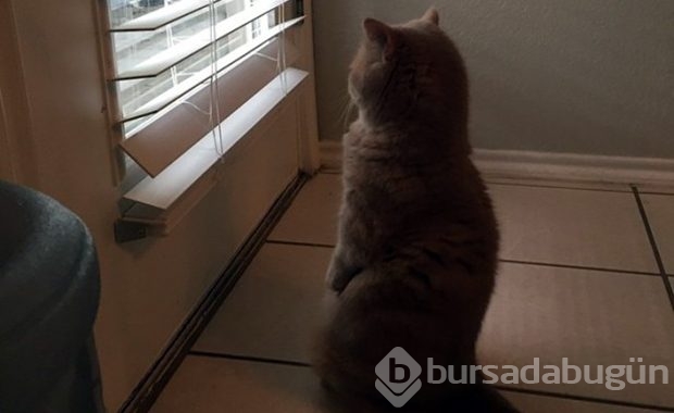 Kendini insan sanan kedi!
