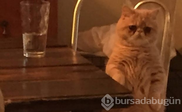 Kendini insan sanan kedi!

