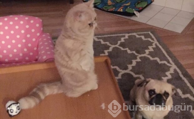 Kendini insan sanan kedi!
