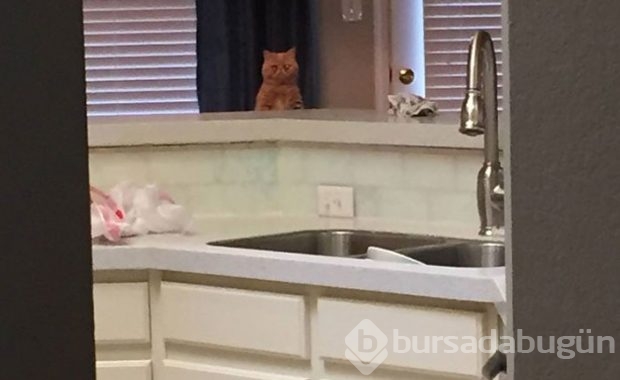 Kendini insan sanan kedi!
