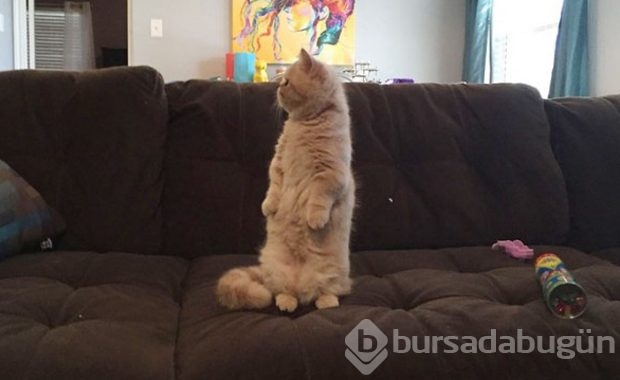Kendini insan sanan kedi!
