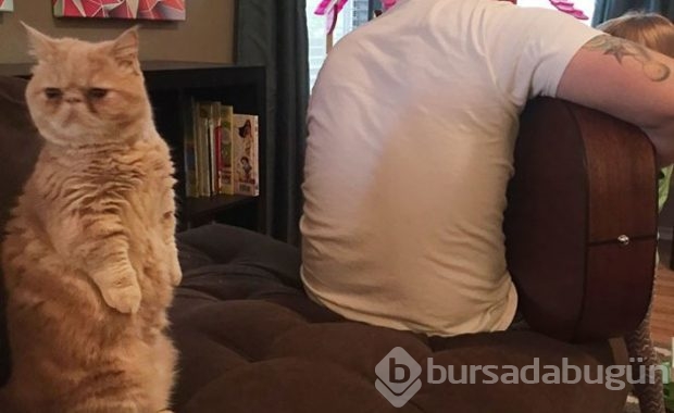 Kendini insan sanan kedi!
