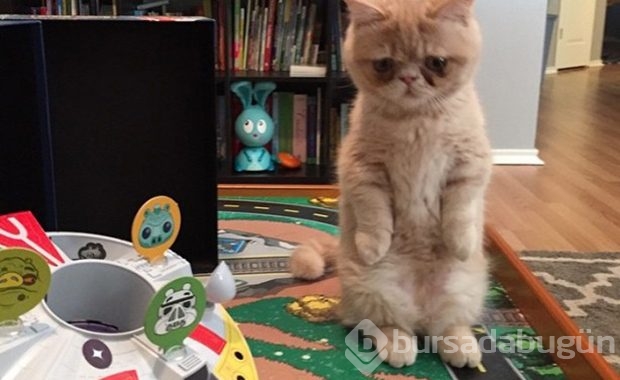 Kendini insan sanan kedi!

