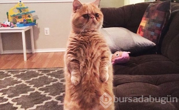 Kendini insan sanan kedi!
