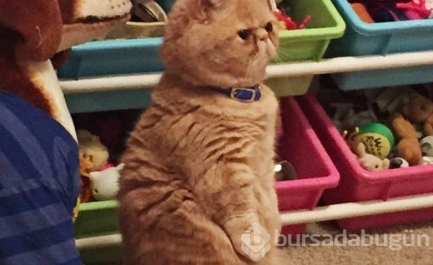 Kendini insan sanan kedi!
