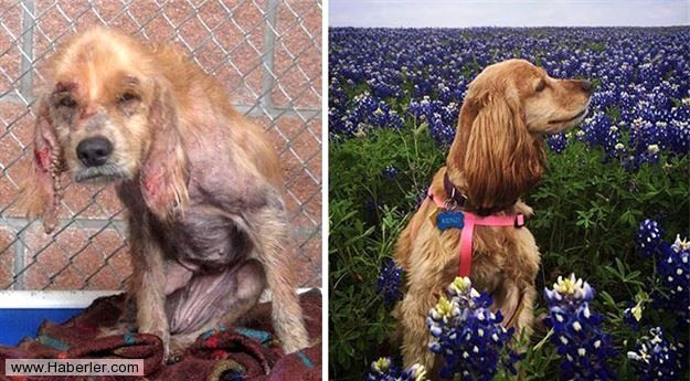 Ölmek üzere olan köpekleri hayata döndürdüler