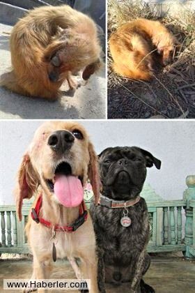 Ölmek üzere olan köpekleri hayata döndürdüler
