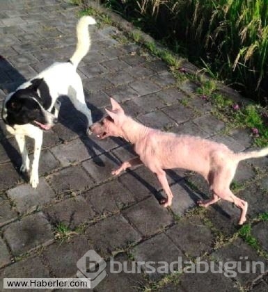 Ölmek üzere olan köpekleri hayata döndürdüler