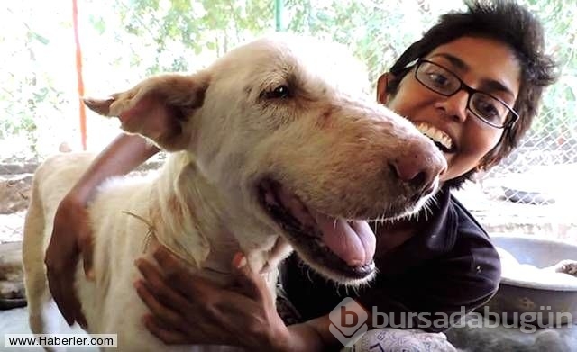 Ölmek üzere olan köpekleri hayata döndürdüler