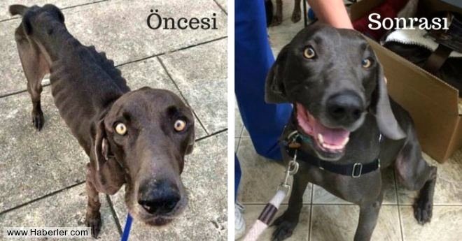 Ölmek üzere olan köpekleri hayata döndürdüler