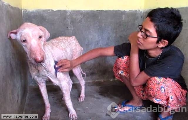 Ölmek üzere olan köpekleri hayata döndürdüler