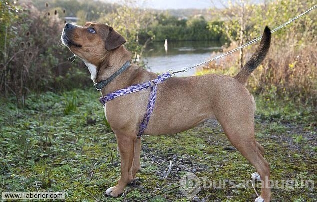 Ölmek üzere olan köpekleri hayata döndürdüler