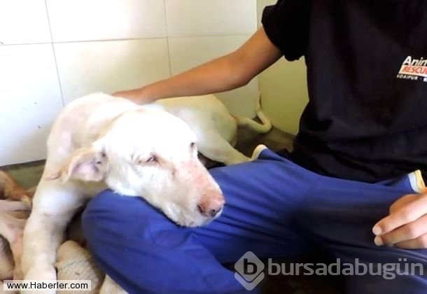 Ölmek üzere olan köpekleri hayata döndürdüler