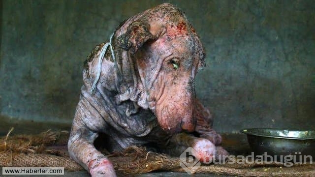 Ölmek üzere olan köpekleri hayata döndürdüler