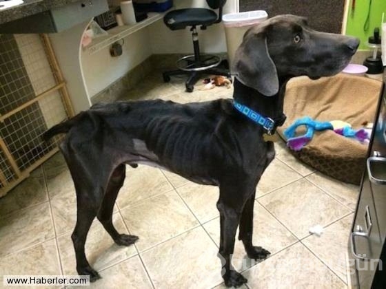 Ölmek üzere olan köpekleri hayata döndürdüler