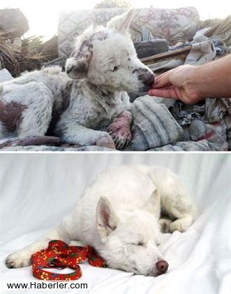 Ölmek üzere olan köpekleri hayata döndürdüler