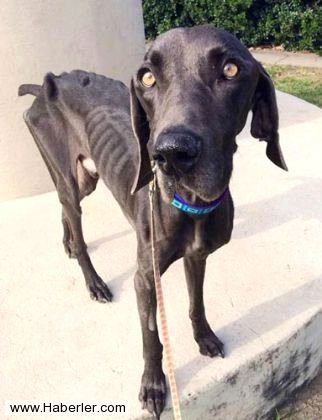 Ölmek üzere olan köpekleri hayata döndürdüler