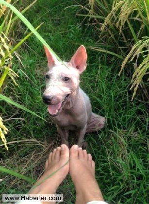 Ölmek üzere olan köpekleri hayata döndürdüler