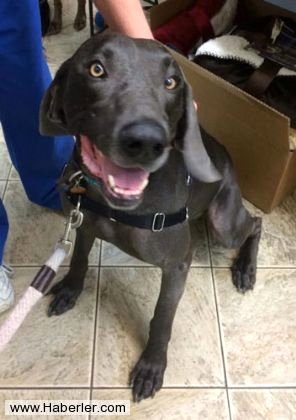Ölmek üzere olan köpekleri hayata döndürdüler