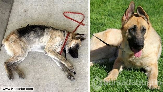 Ölmek üzere olan köpekleri hayata döndürdüler