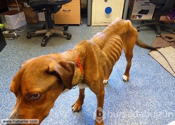 Ölmek üzere olan köpekleri hayata döndürdüler