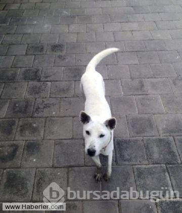 Ölmek üzere olan köpekleri hayata döndürdüler
