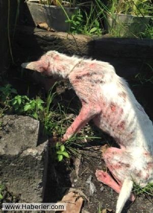 Ölmek üzere olan köpekleri hayata döndürdüler