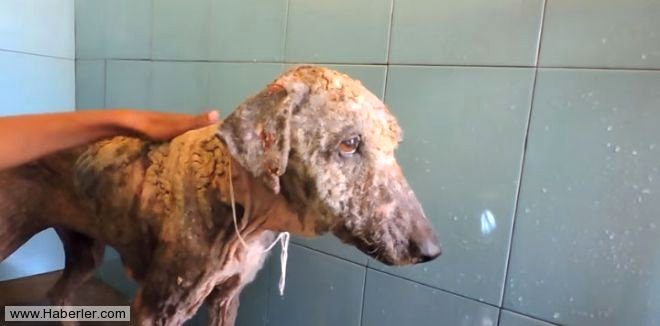 Ölmek üzere olan köpekleri hayata döndürdüler