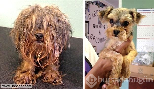 Ölmek üzere olan köpekleri hayata döndürdüler