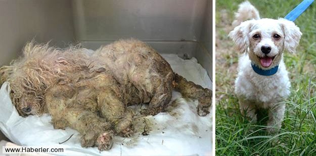 Ölmek üzere olan köpekleri hayata döndürdüler
