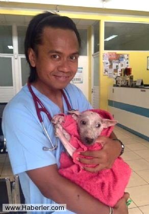 Ölmek üzere olan köpekleri hayata döndürdüler