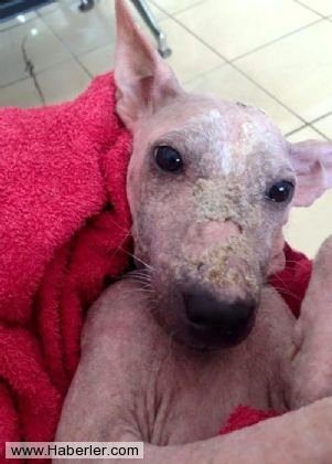 Ölmek üzere olan köpekleri hayata döndürdüler