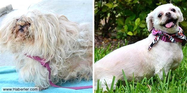 Ölmek üzere olan köpekleri hayata döndürdüler