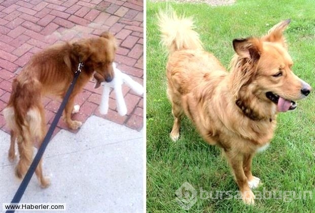Ölmek üzere olan köpekleri hayata döndürdüler
