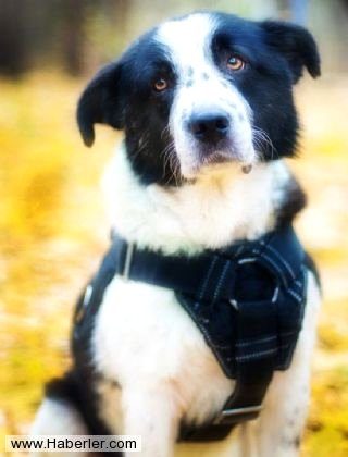 Ölmek üzere olan köpekleri hayata döndürdüler