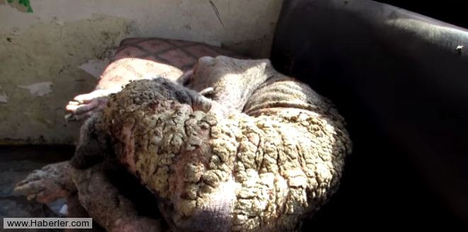 Ölmek üzere olan köpekleri hayata döndürdüler