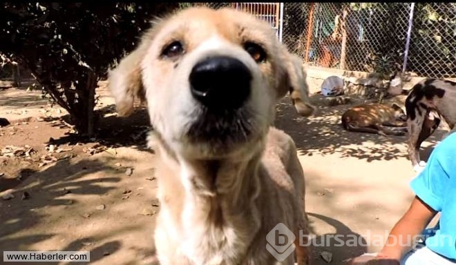 Ölmek üzere olan köpekleri hayata döndürdüler