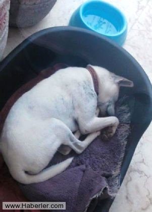Ölmek üzere olan köpekleri hayata döndürdüler